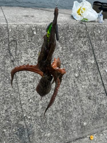 マダコの釣果