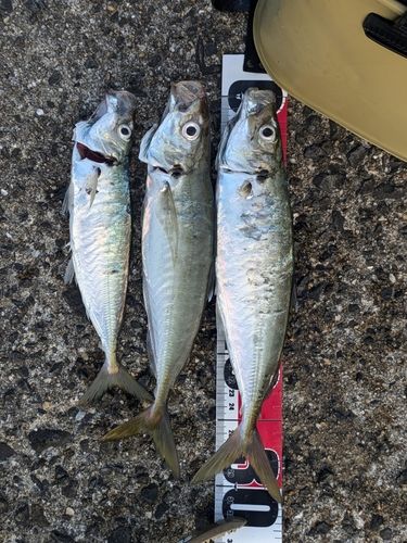 マルアジの釣果