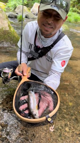 ヤマメの釣果