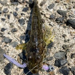 アナハゼ