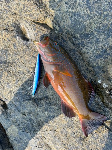 コクハンアラの釣果