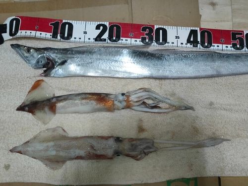 タチウオの釣果