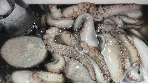 マダコの釣果