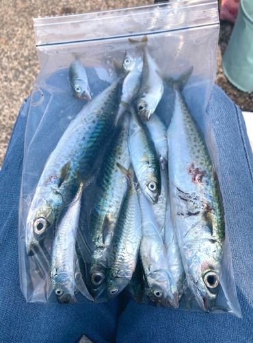 サバの釣果