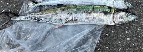 サゴシの釣果