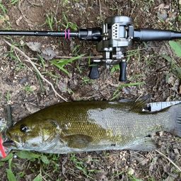 スモールマウスバス