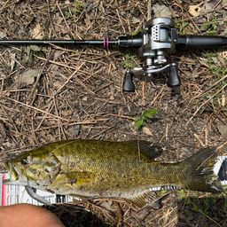 スモールマウスバス