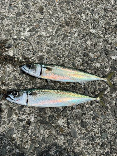サバの釣果