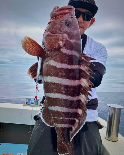 マハタの釣果