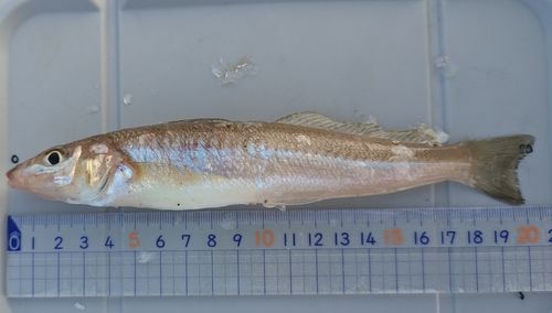 キスの釣果