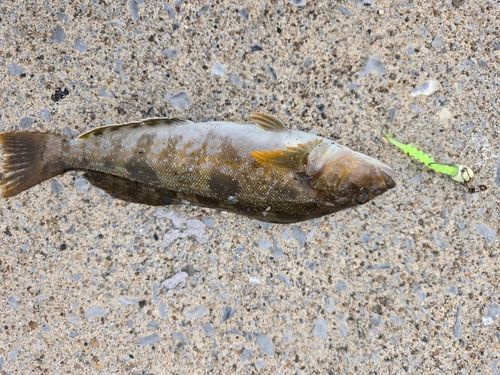 アイナメの釣果