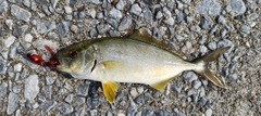ネリゴの釣果