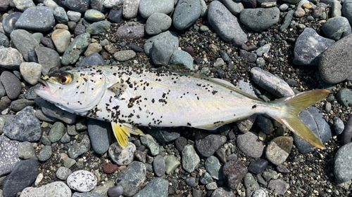 ワカシの釣果