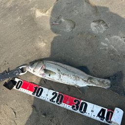 フッコ(マルスズキ)