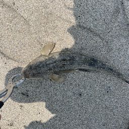 マゴチ