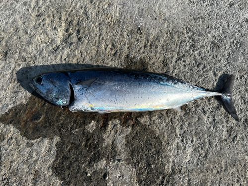 ソウダガツオの釣果