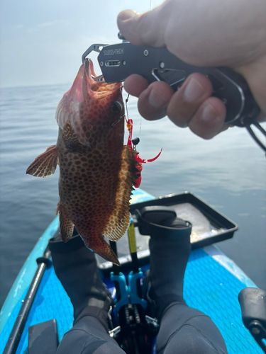オオモンハタの釣果