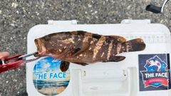 キジハタの釣果