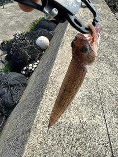 エソの釣果