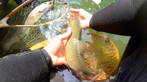 イワナの釣果
