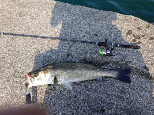スズキの釣果