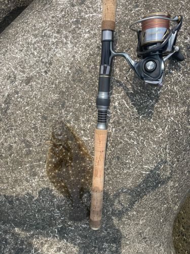 ソゲの釣果
