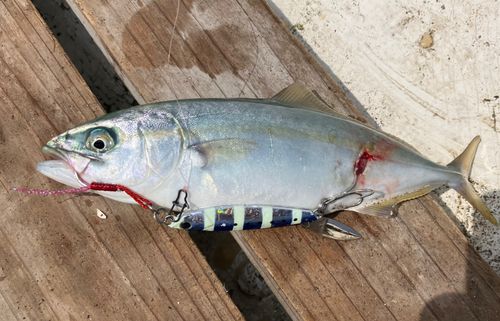 ワカシの釣果