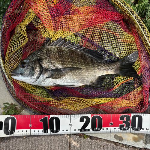 クロダイの釣果