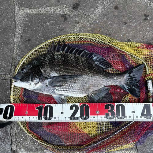 クロダイの釣果