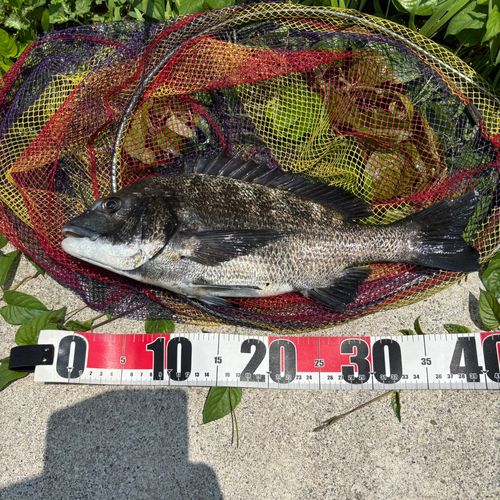 クロダイの釣果