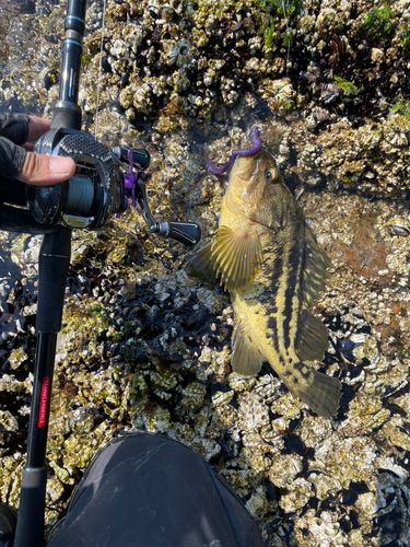 シマソイの釣果