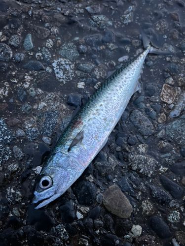 サバの釣果