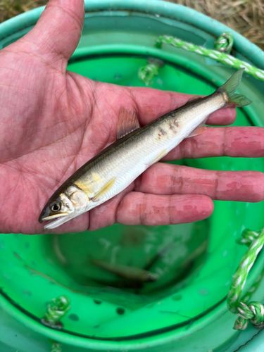 チアユの釣果