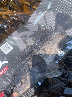 クロソイの釣果
