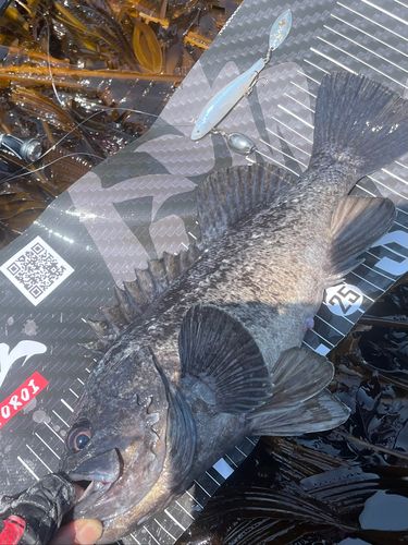 クロソイの釣果