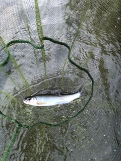 アユの釣果
