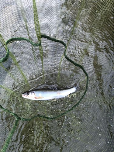 アユの釣果