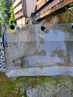 イワナの釣果