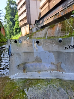 イワナの釣果