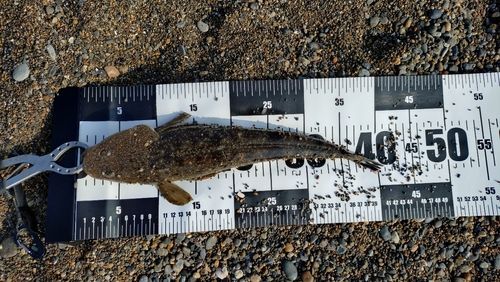 マゴチの釣果