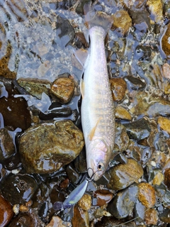 イワナの釣果