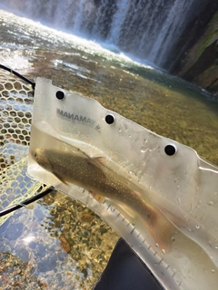 イワナの釣果