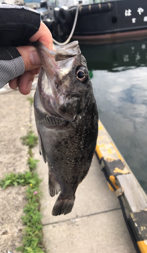 クロソイの釣果