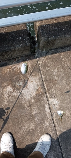 サッパの釣果