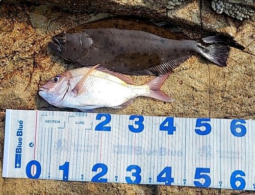 ヒラメの釣果