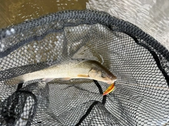 マルタウグイの釣果