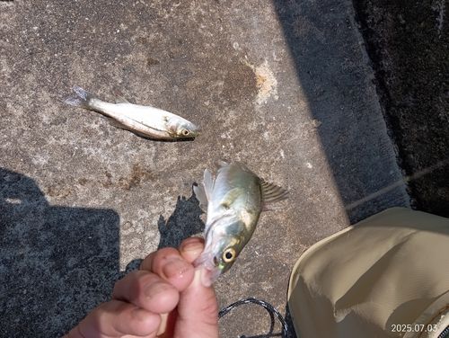 シーバスの釣果
