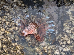 ハナミノカサゴの釣果