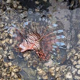 ハナミノカサゴ