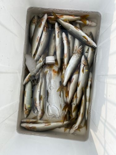 アユの釣果